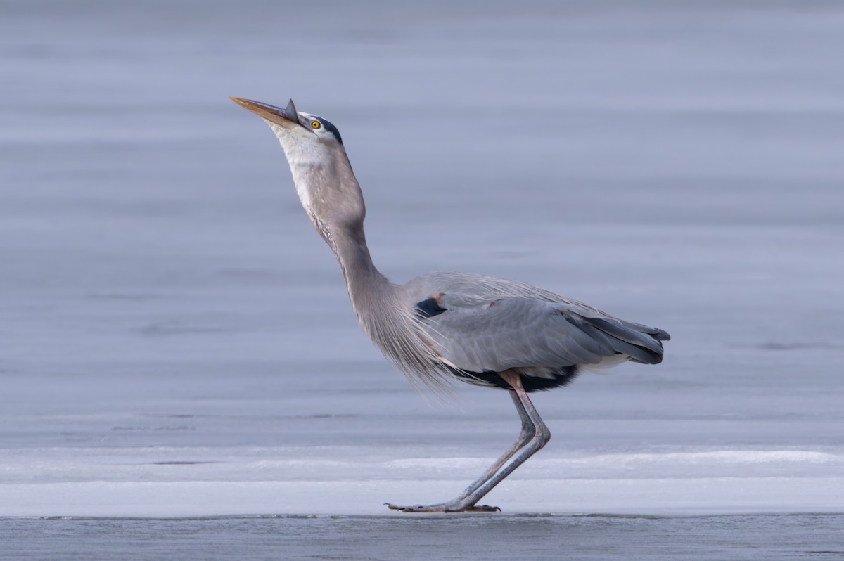 Great Blue Heron - ML650378925