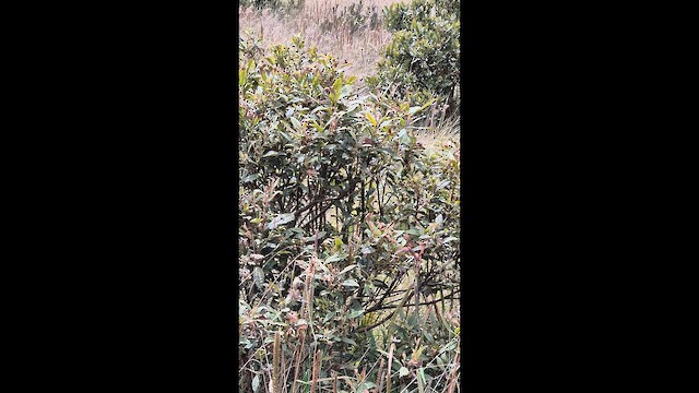 Grass Wren - ML650379201