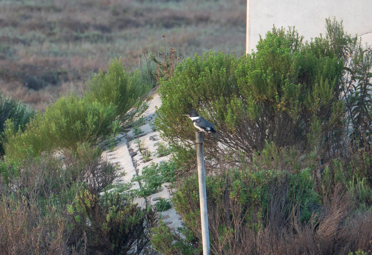 שלדג אמריקני - ML650379409