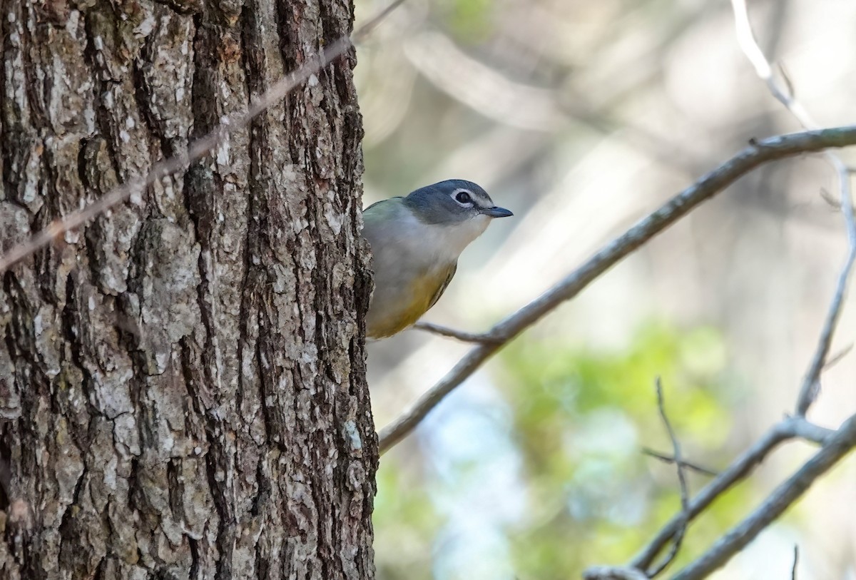 Blue-headed Vireo - ML650379617
