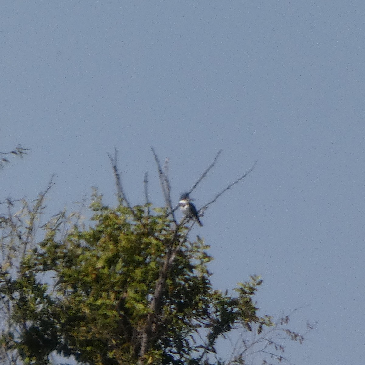 שלדג אמריקני - ML650379736