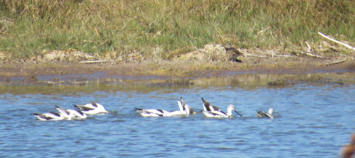 eBird Checklist - 6 Feb 2026 - Cockroach Bay Preserve and Surrounding ...