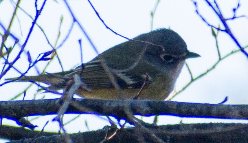Blue-headed Vireo - ML650379946