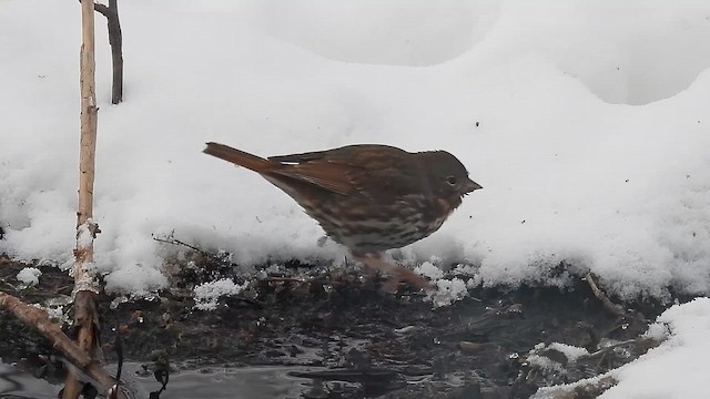 Fox Sparrow - ML650380137