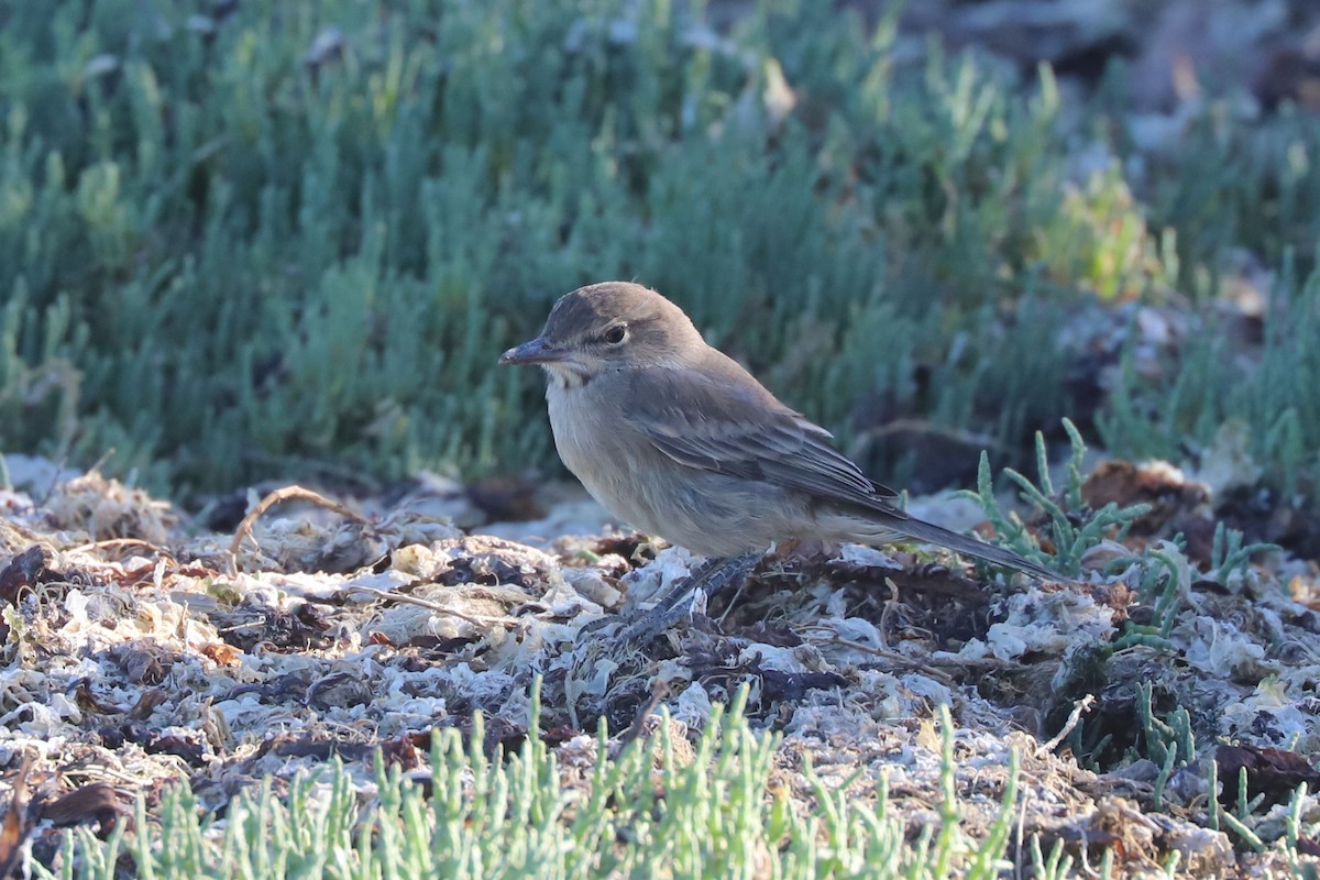 Gaucho argentin - ML650380350