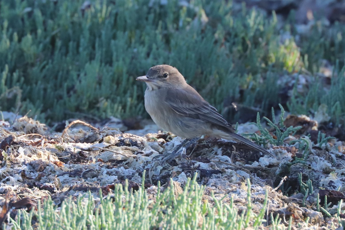 Gaucho argentin - ML650380351