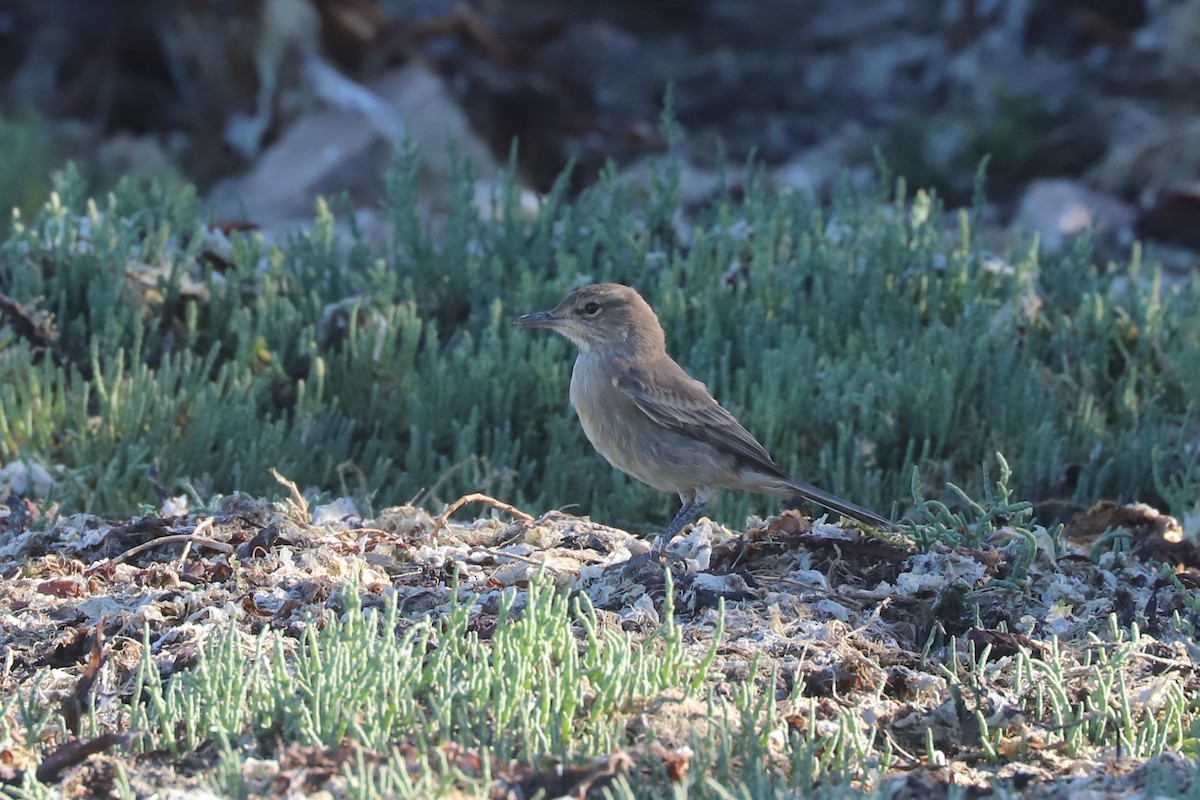 Gaucho argentin - ML650380352
