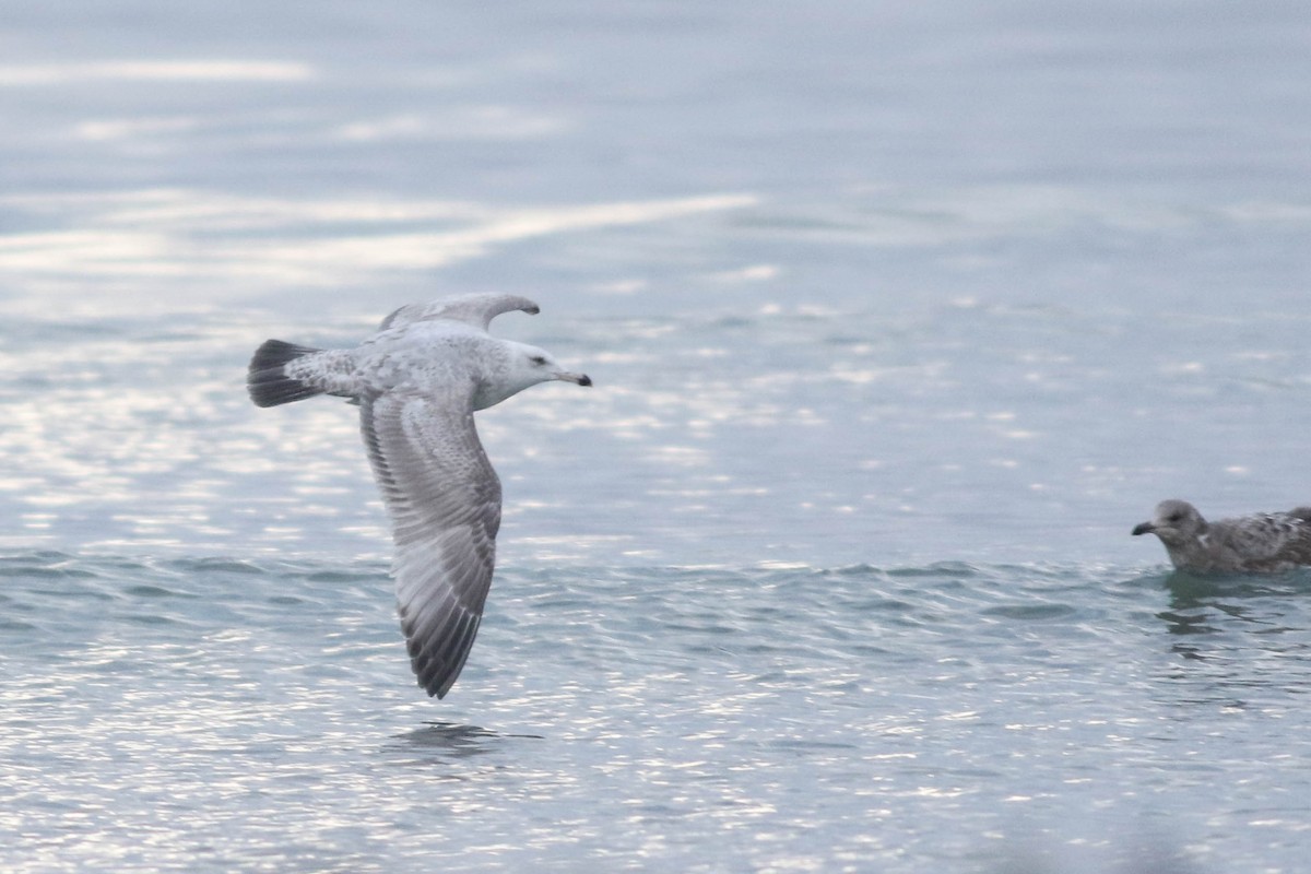 gull sp. - ML650380604