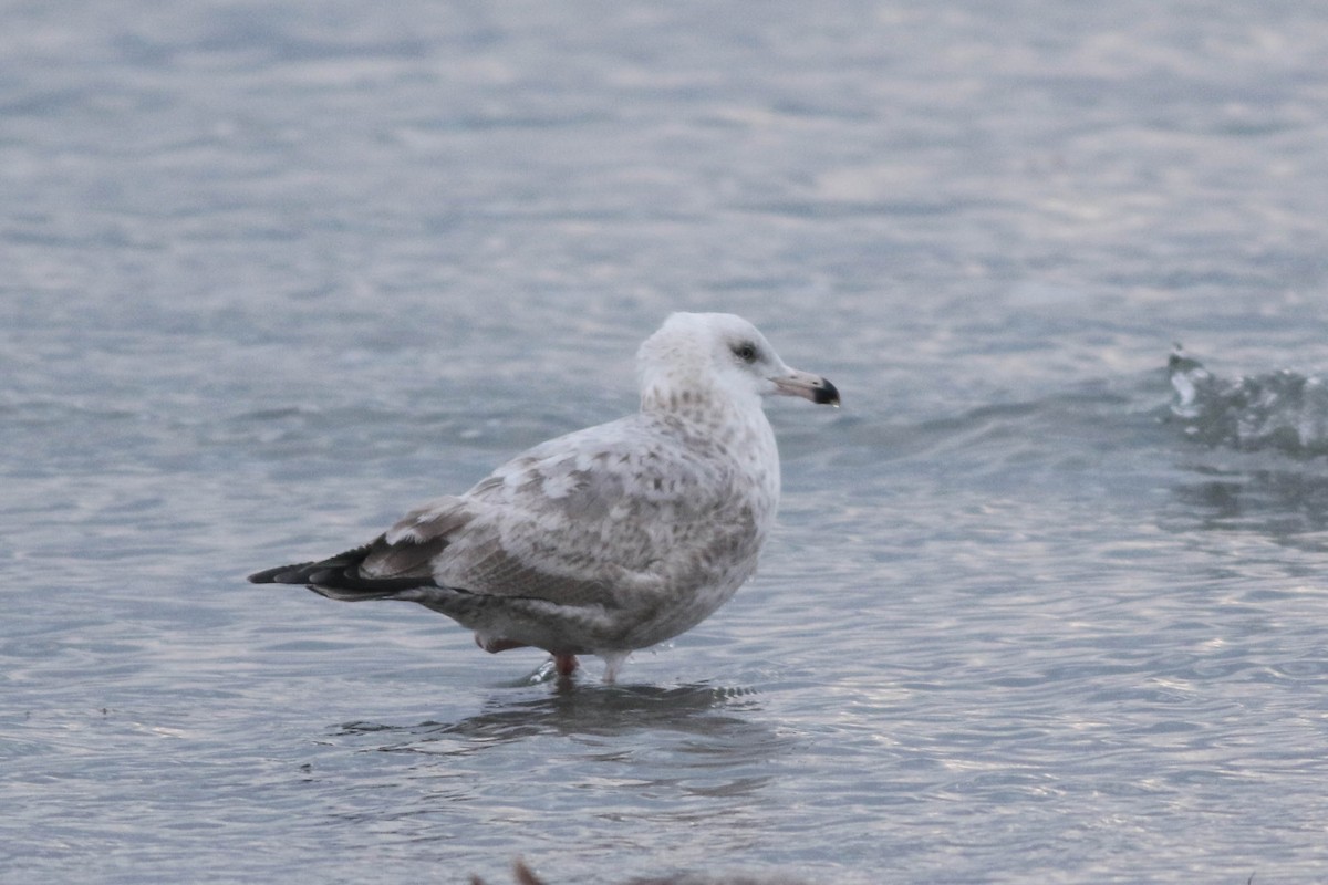 gull sp. - ML650380609