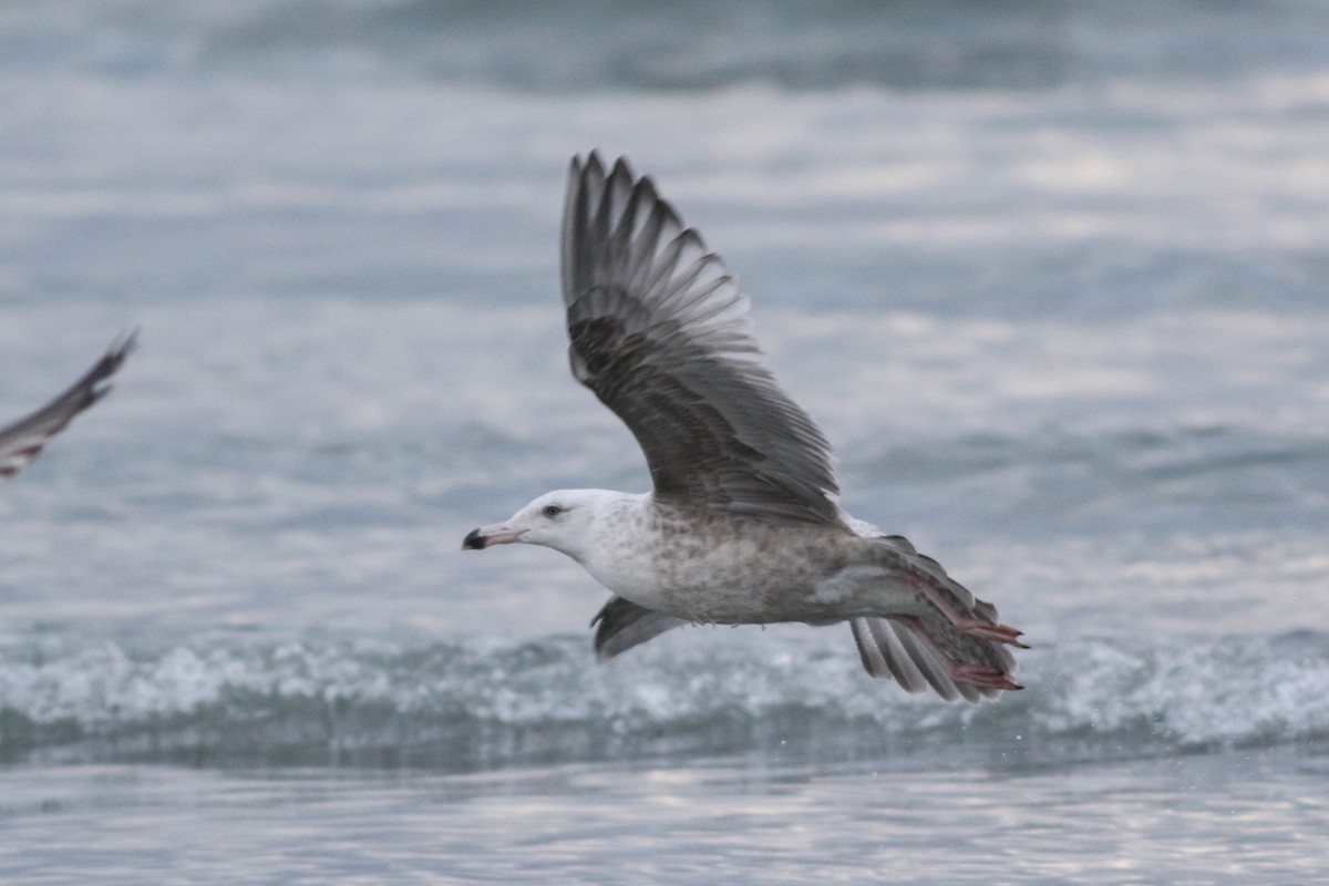 gull sp. - ML650380611