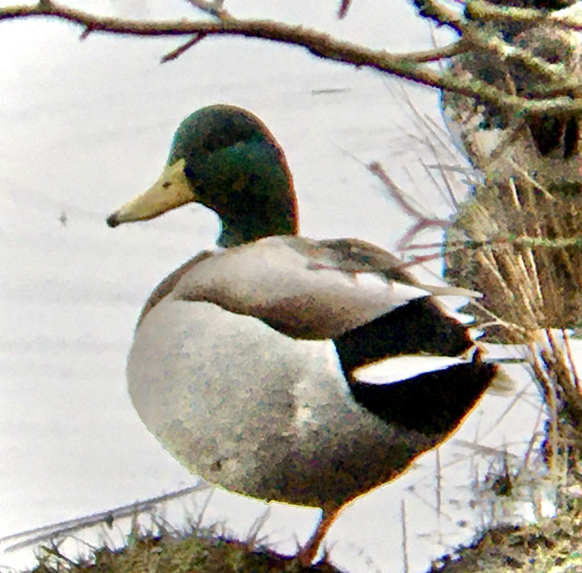 Mallard - ML650380680