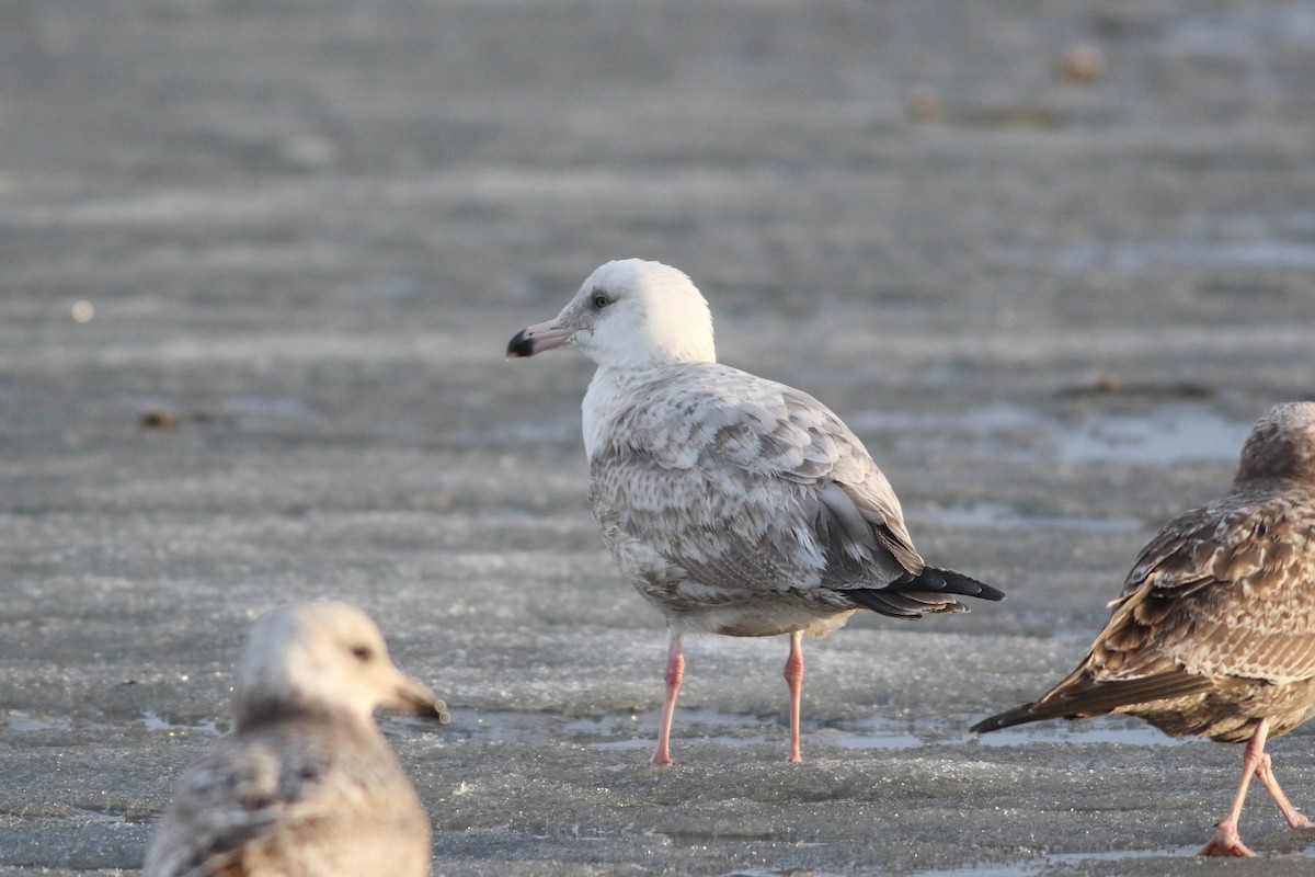 gull sp. - ML650380685