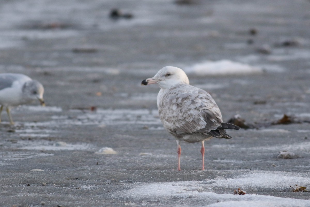 gull sp. - ML650380690
