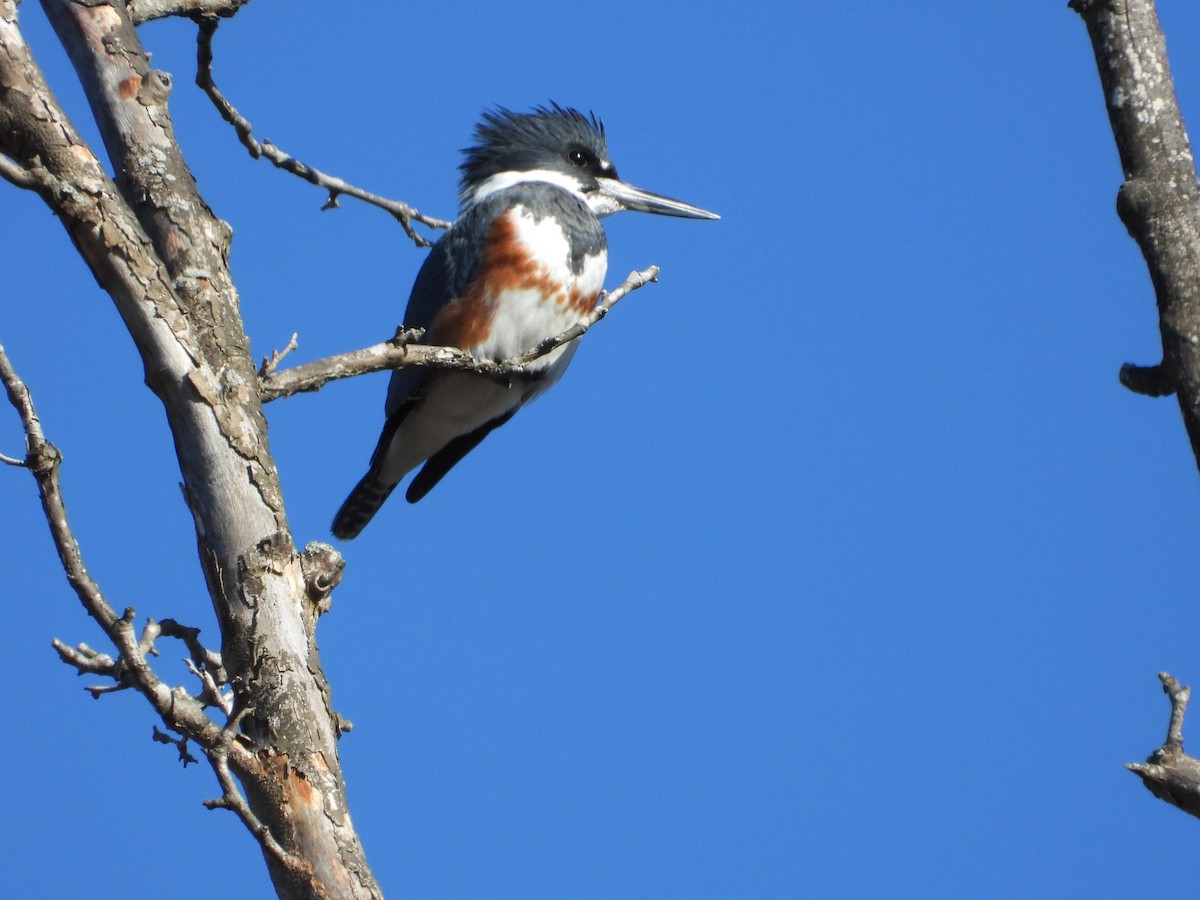 שלדג אמריקני - ML650380829