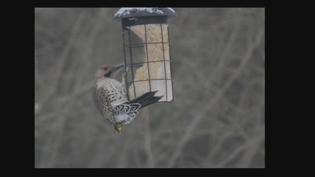 Carpintero Escapulario - ML650381026