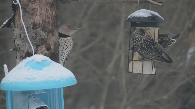 Carpintero Escapulario - ML650381027