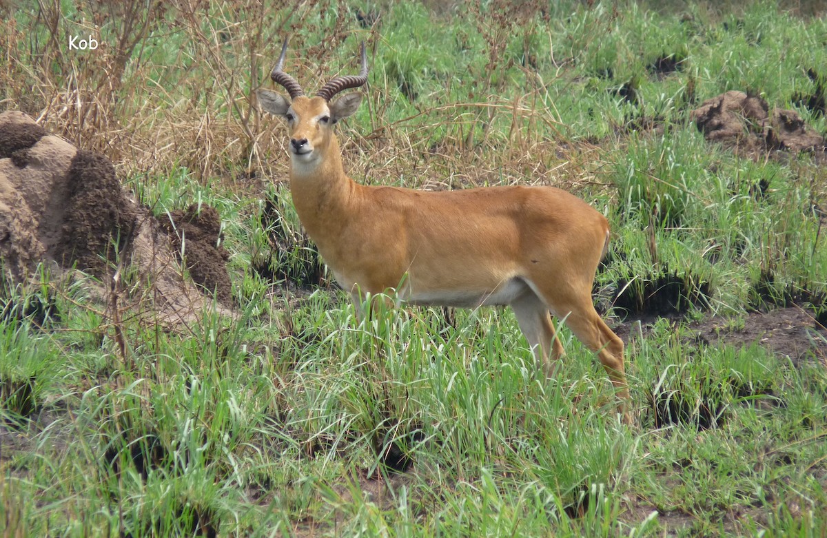 Ugandan Kob - ML650381832