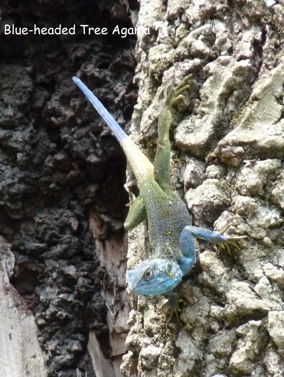 Uganda blue-headed tree agama - ML650381874
