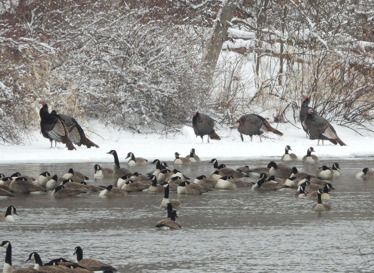 Wild Turkey - ML650381938