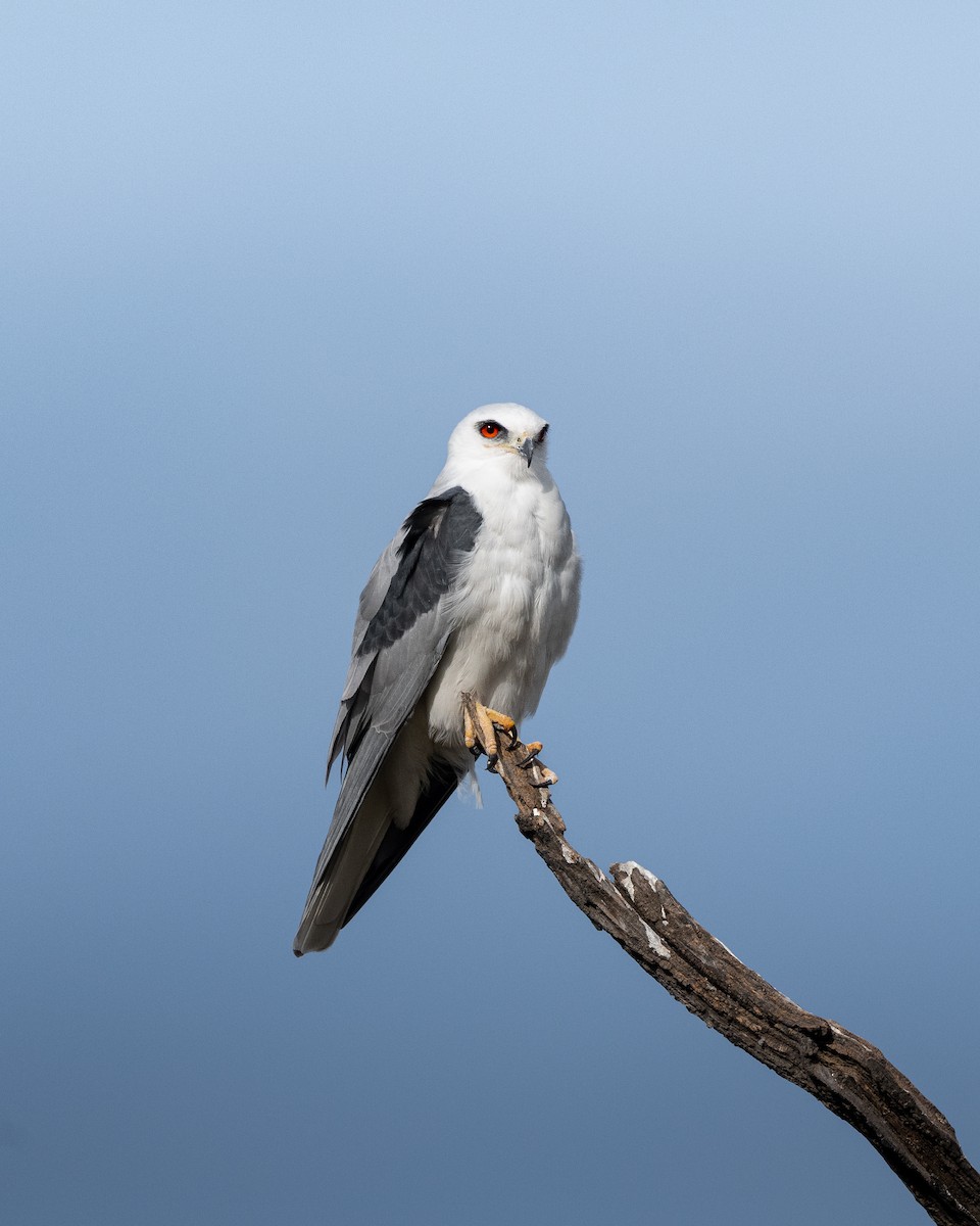White-tailed Kite - ML650381941