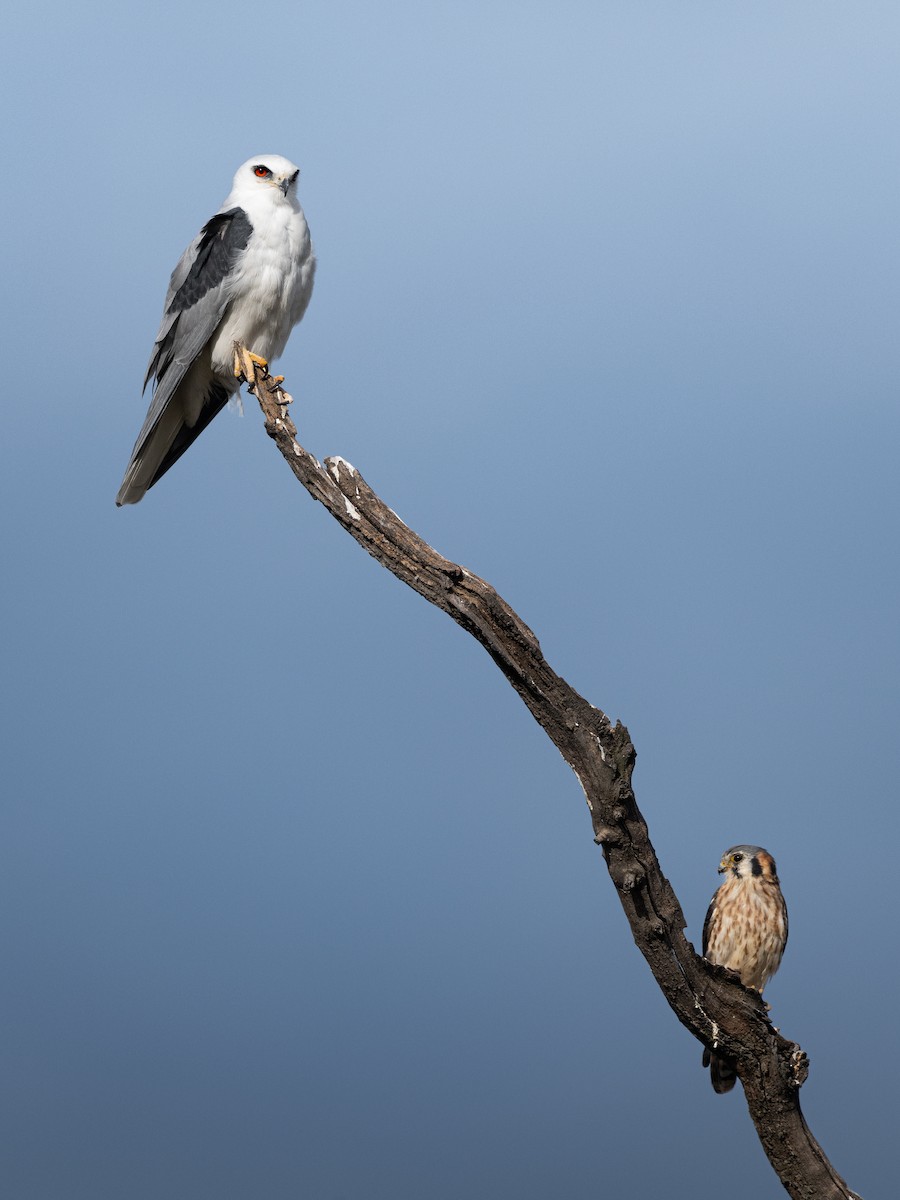 White-tailed Kite - ML650381942