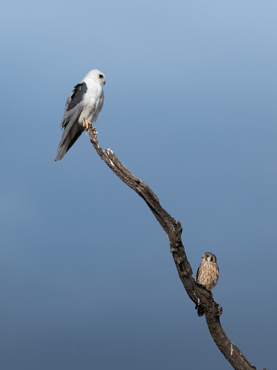 American Kestrel - ML650381954