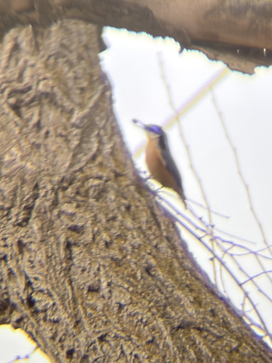 Канадский поползень - ML650381979