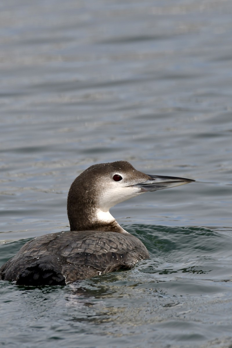 Черноклювая гагара - ML650381984