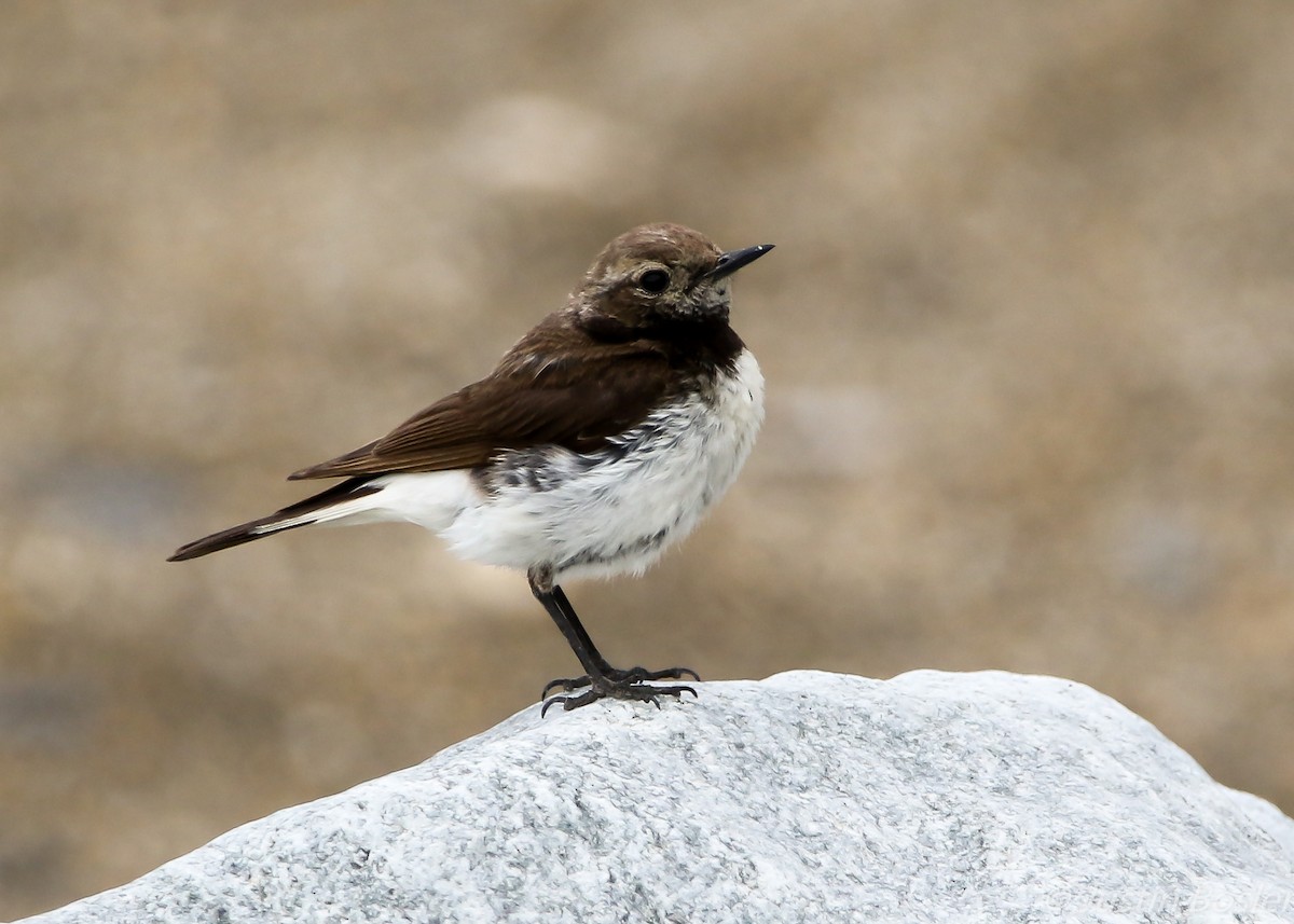 Pied Wheatear - ML65038201