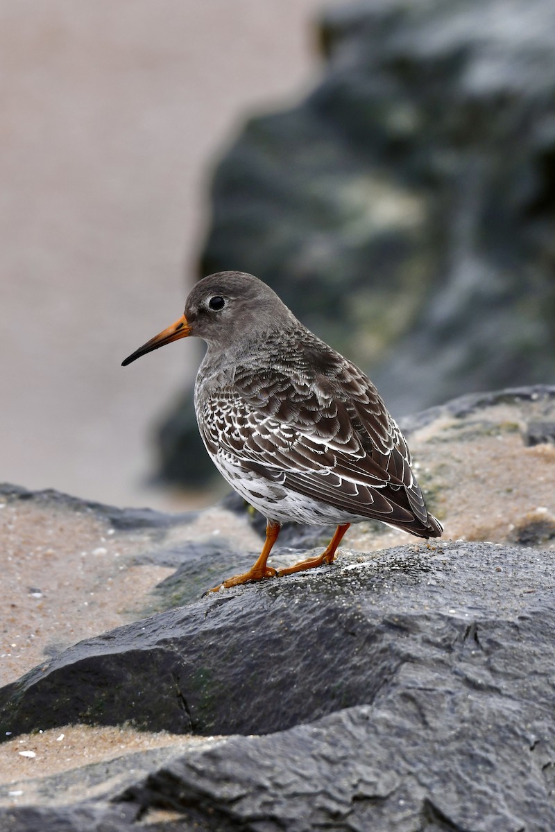 Морской песочник - ML650382012