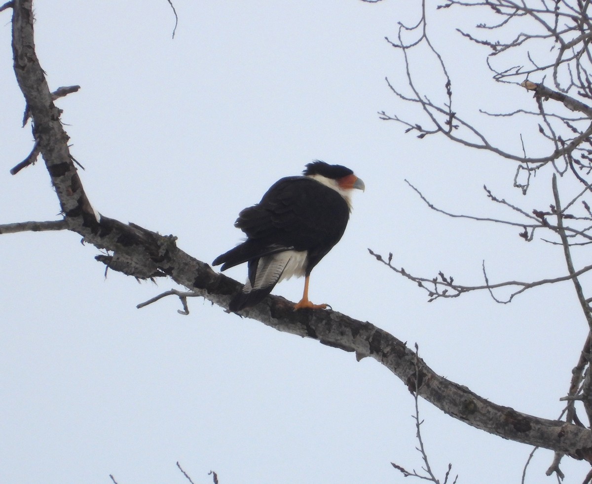 Crested Caracara - ML650382025
