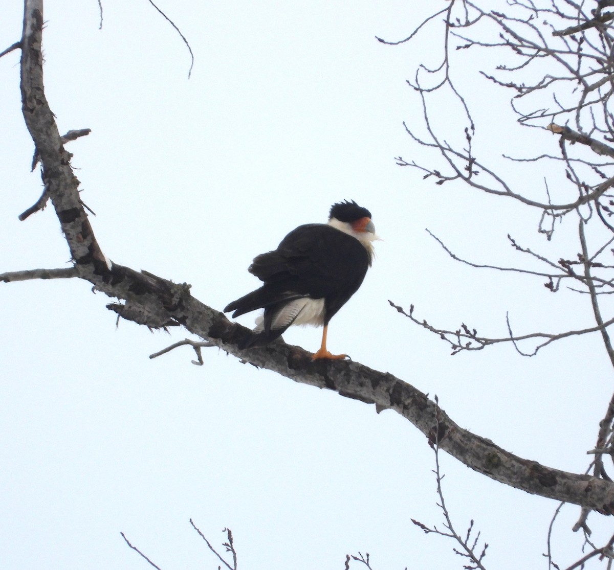 Crested Caracara - ML650382028