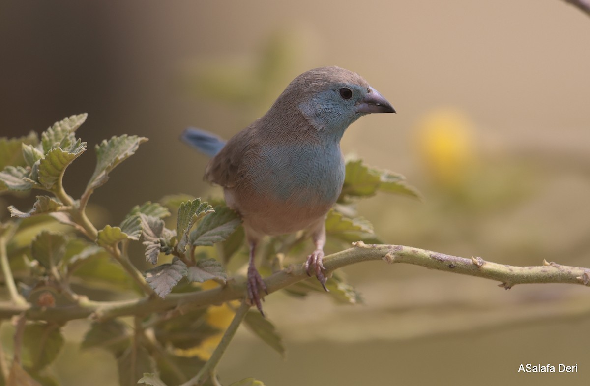 Blauastrild - ML650382051