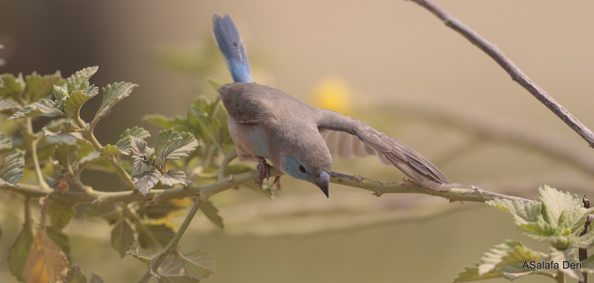 Blauastrild - ML650382052