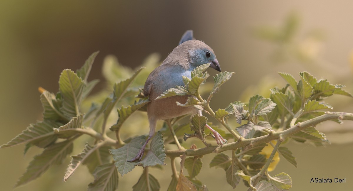 Blauastrild - ML650382053