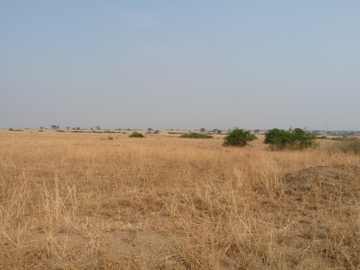 null - ML650382110