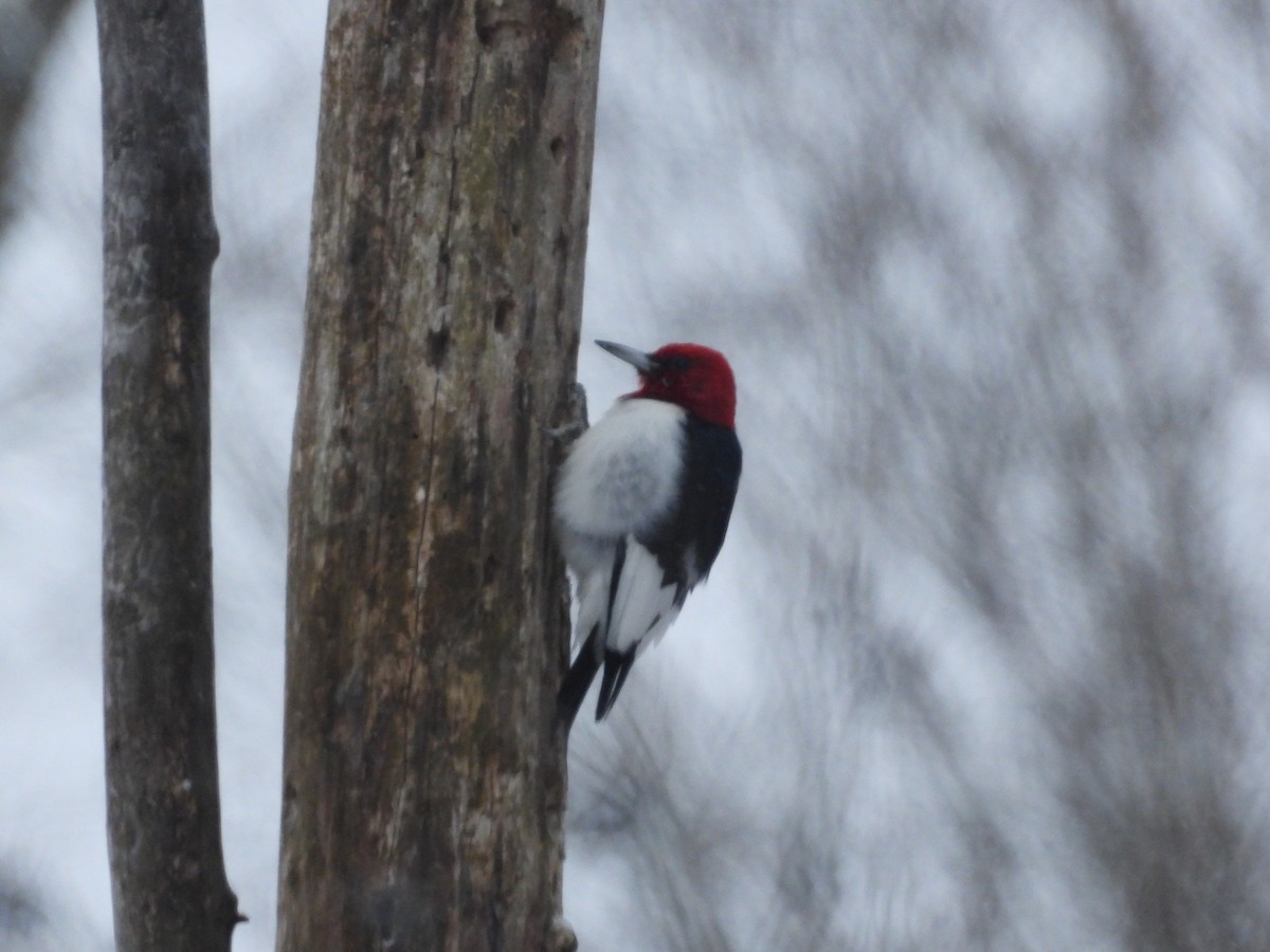 Red-headed Woodpecker - ML650382116