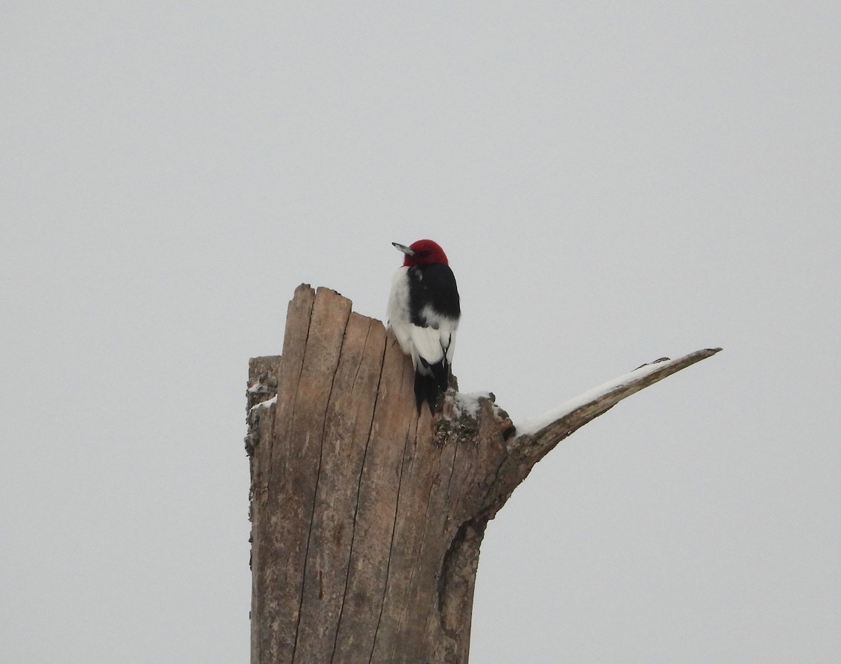 Red-headed Woodpecker - ML650382162