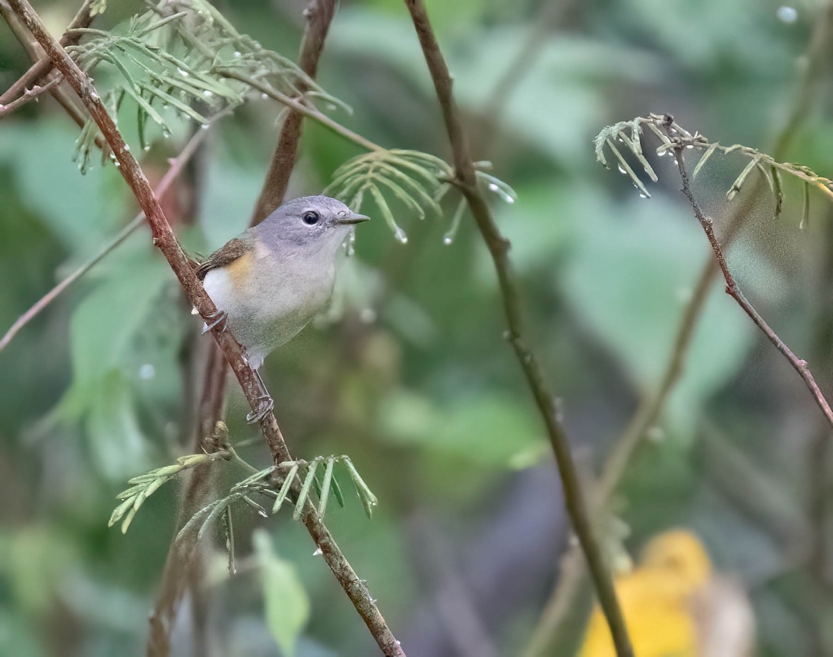 American Redstart - ML650382181
