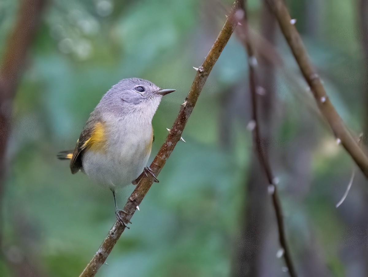 American Redstart - ML650382204