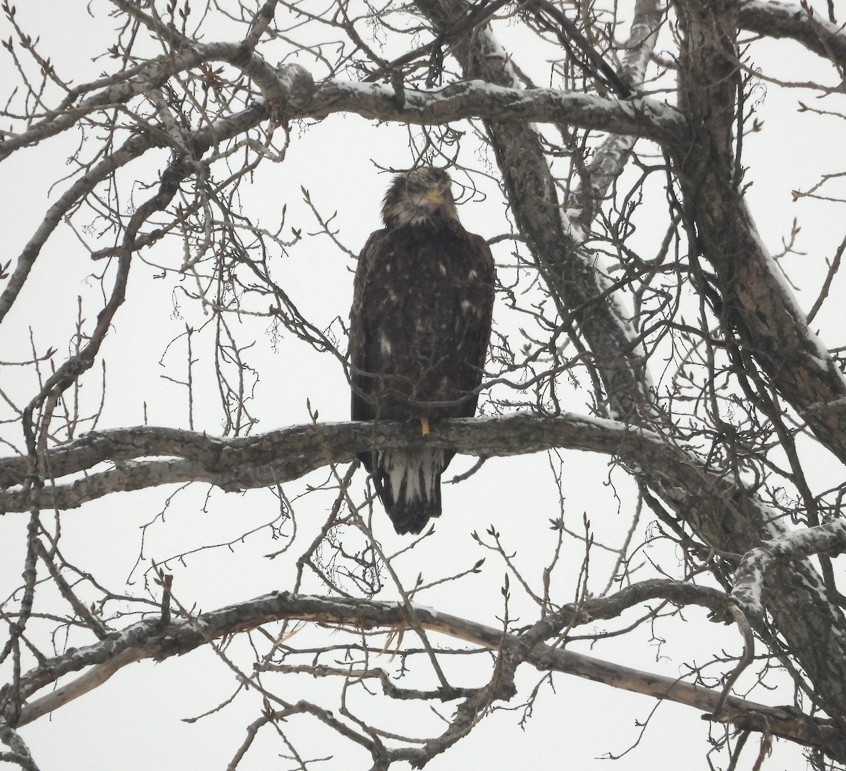Bald Eagle - ML650382210