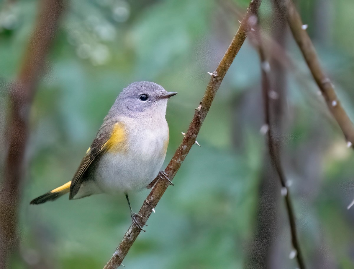 American Redstart - ML650382214