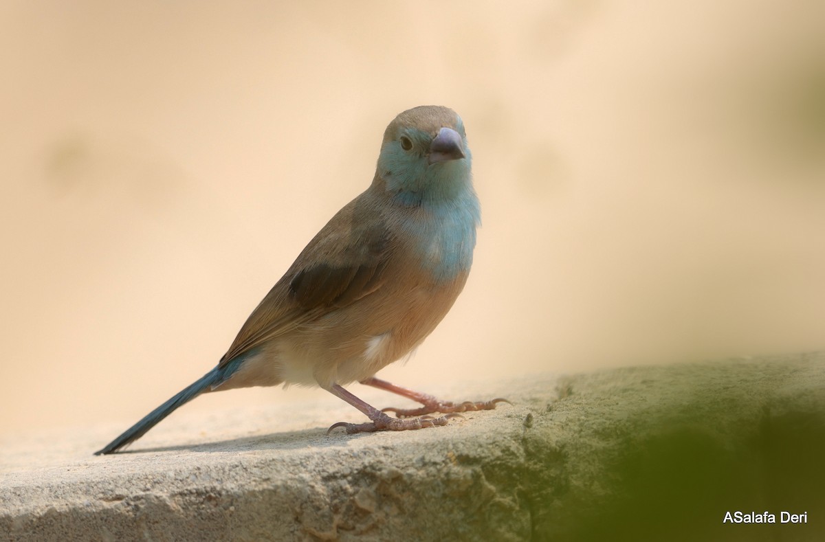 Blauastrild - ML650382246