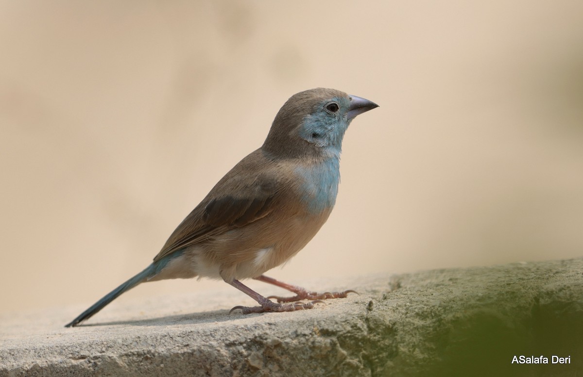 Blauastrild - ML650382248