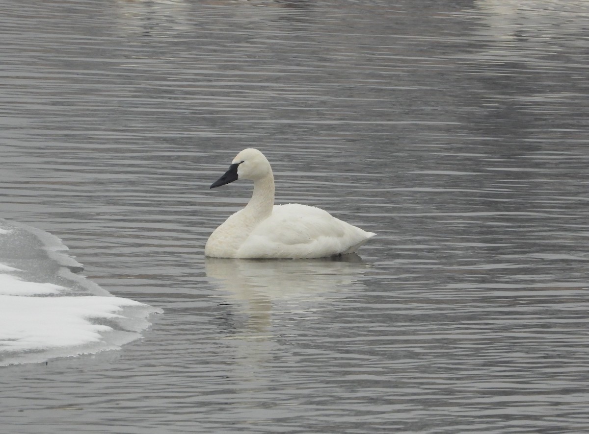 Tundra Swan - ML650382260