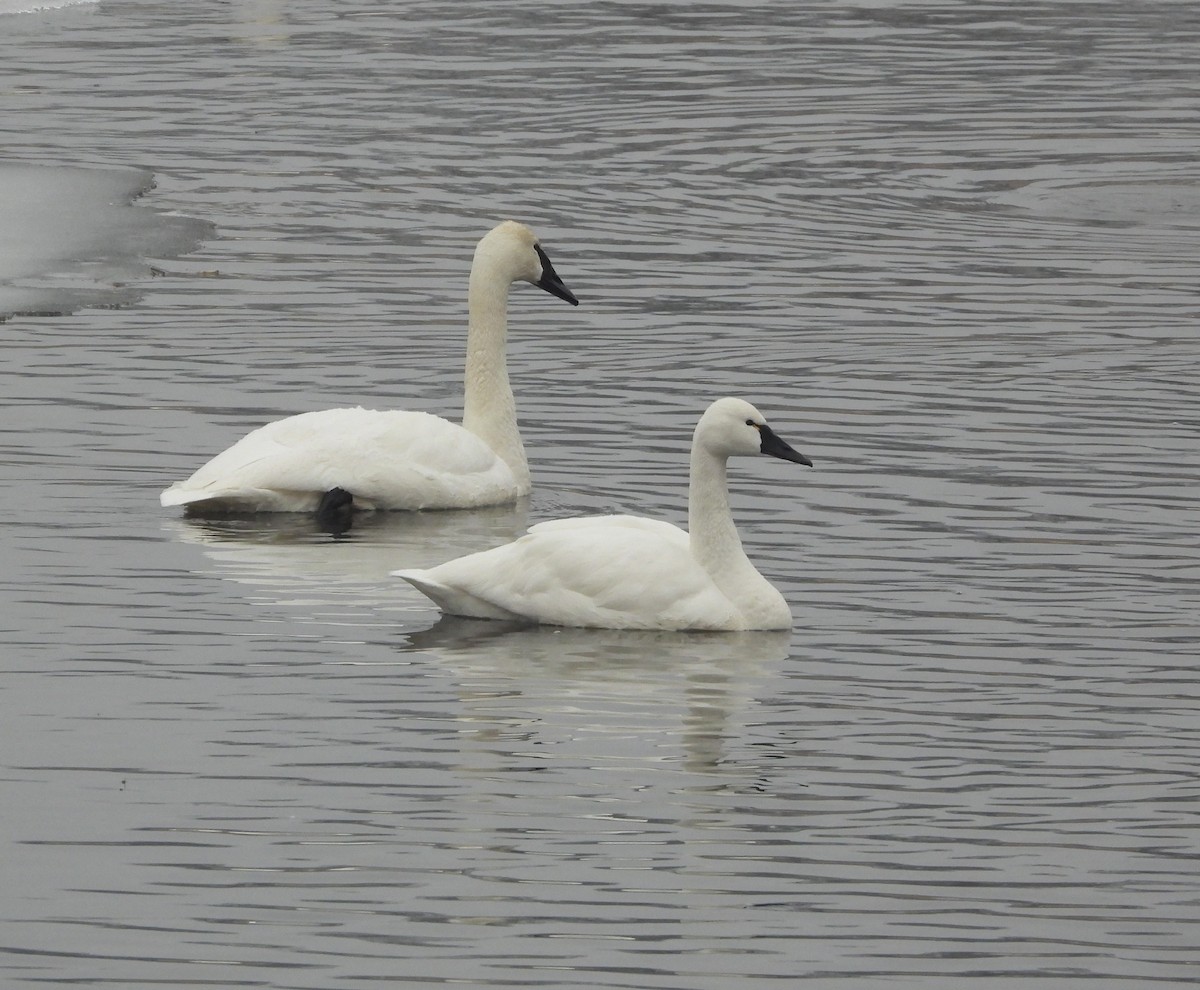 Tundra Swan - ML650382266