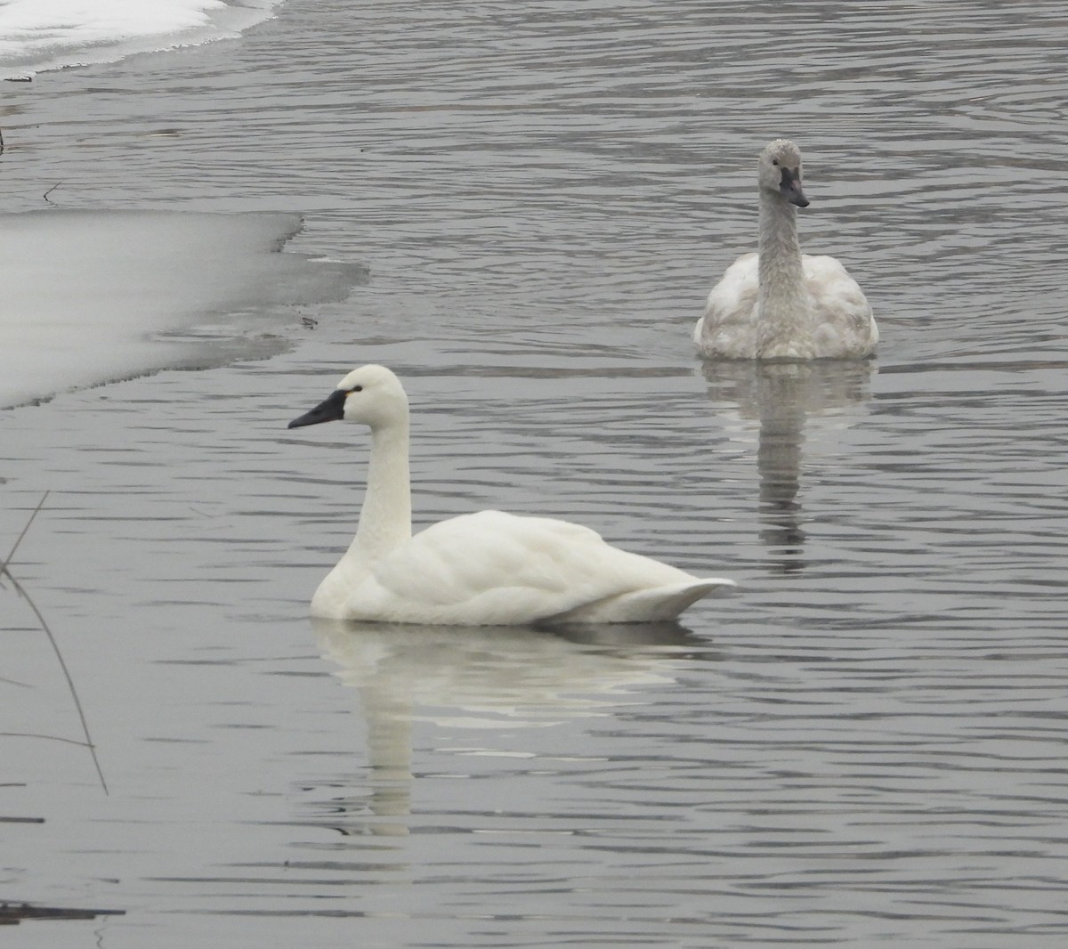 Tundra Swan - ML650382300