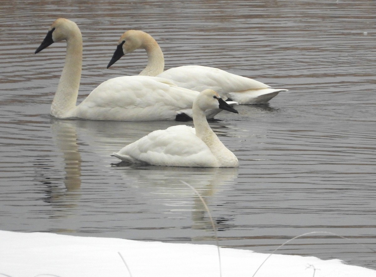 Tundra Swan - ML650382351