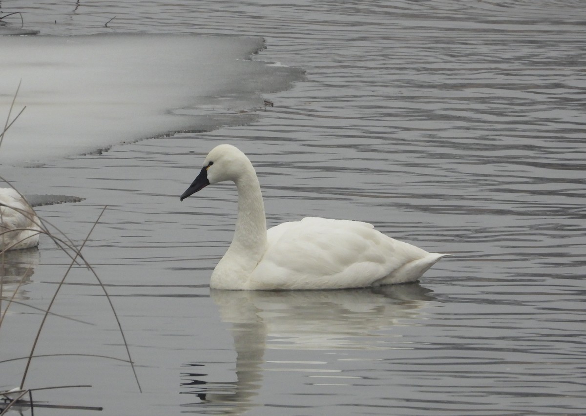 Tundra Swan - ML650382354