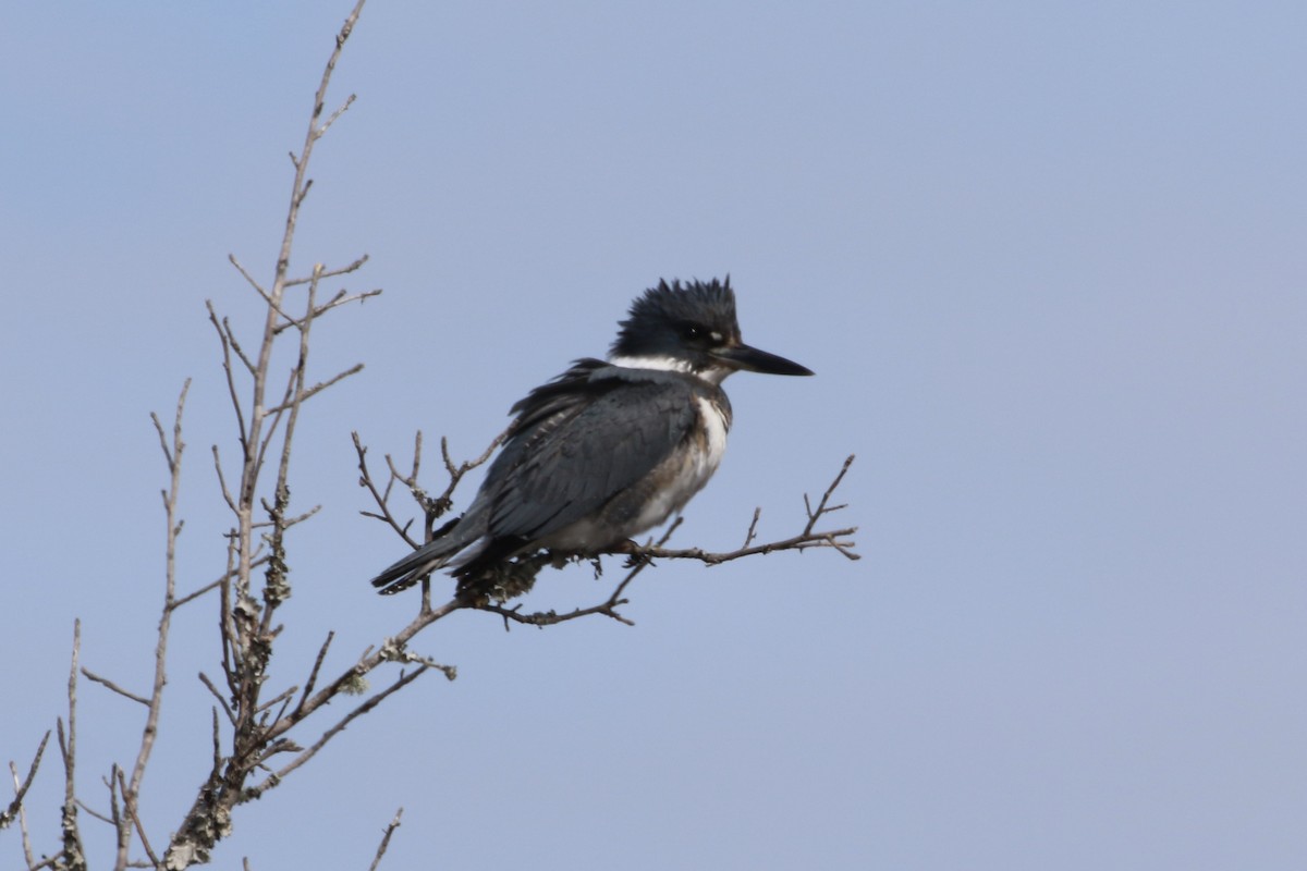 שלדג אמריקני - ML650382367